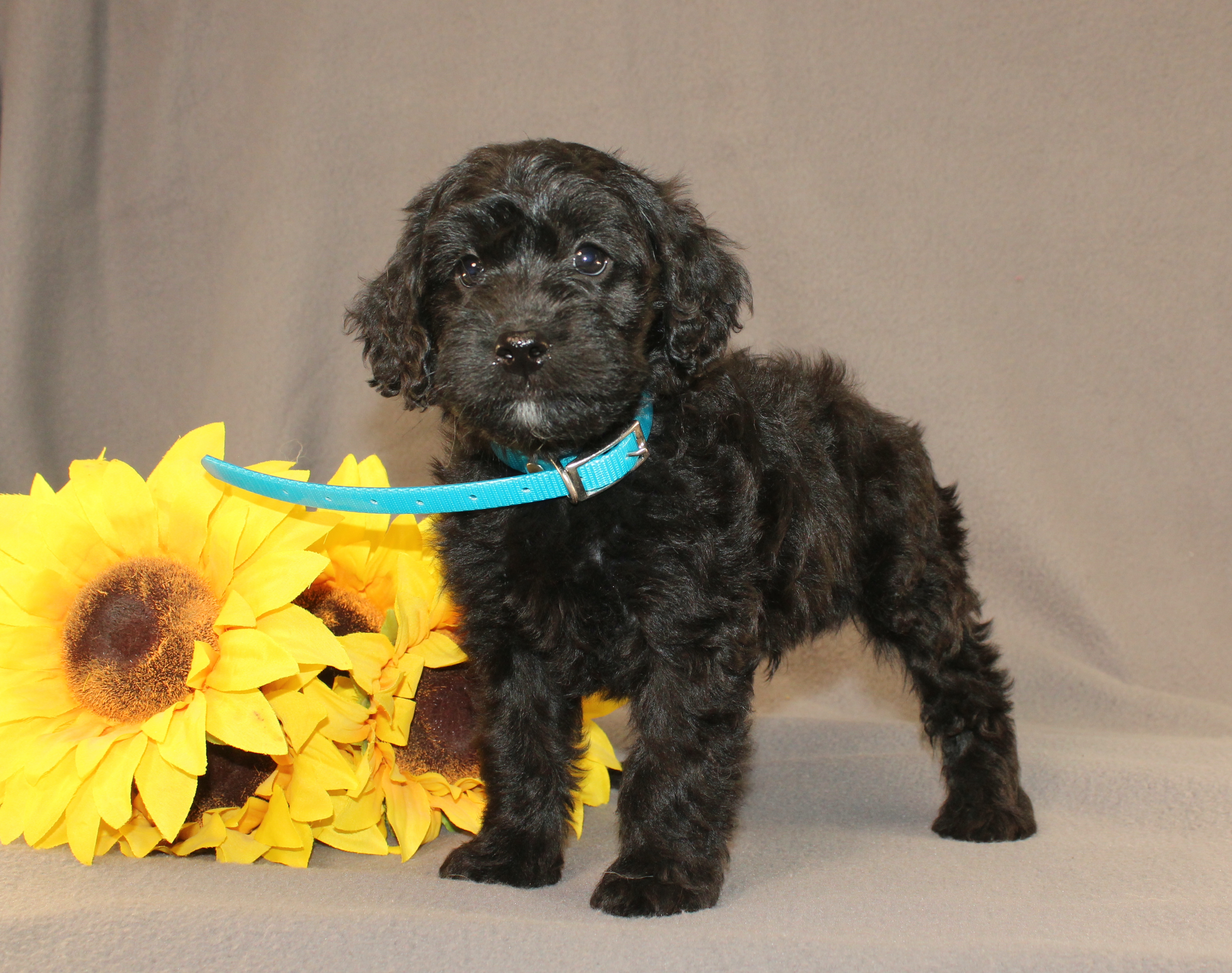 puppy, for, sale, Mini Cavagoldendoodle, Ivan J. Stoltzfus, dog, breeder, Dornsife, PA, dog-breeder, puppy-for-sale, forsale, nearby, find, puppyfind, locator, puppylocator, aca